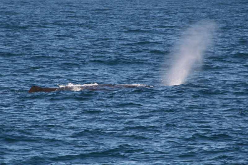 Nieuw-Zeeland 2011 - 1200
